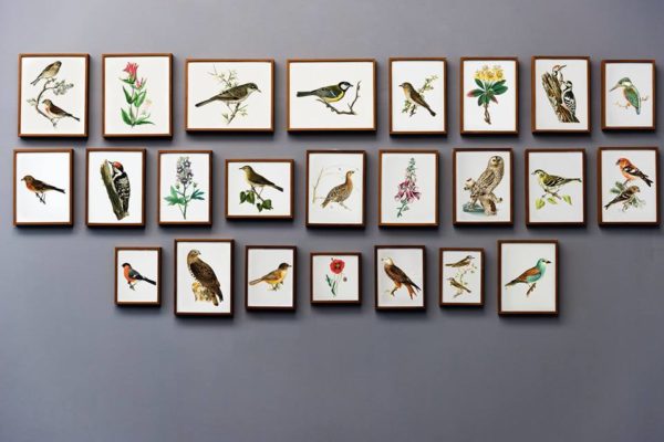Collection of framed bird images