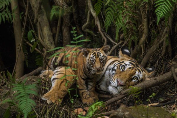 national geographic live on