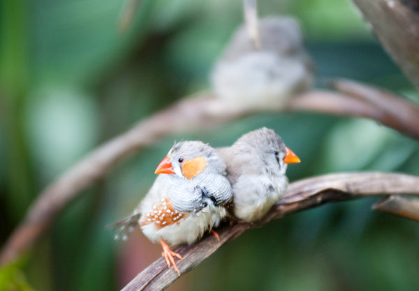 Birds on branch