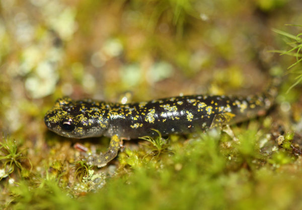 Ask A Scientist: Salamanders