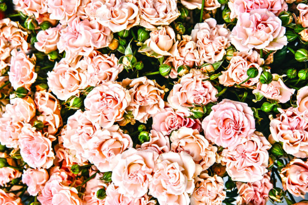 Collection of pink roses