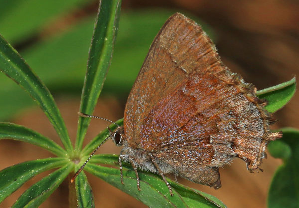 the rare Frosted Elfin butterfly