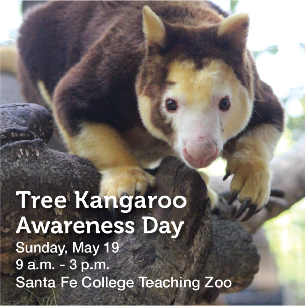 Tree Kangaroo