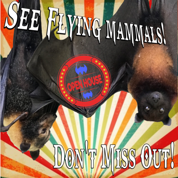 Open house with hanging bats. See Flying Mammals!