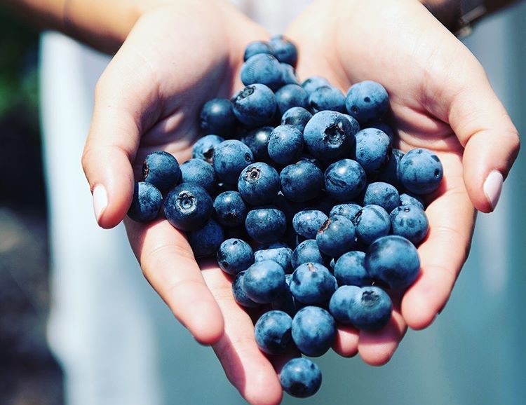 U Pick Blueberries at Deep Spring Farm