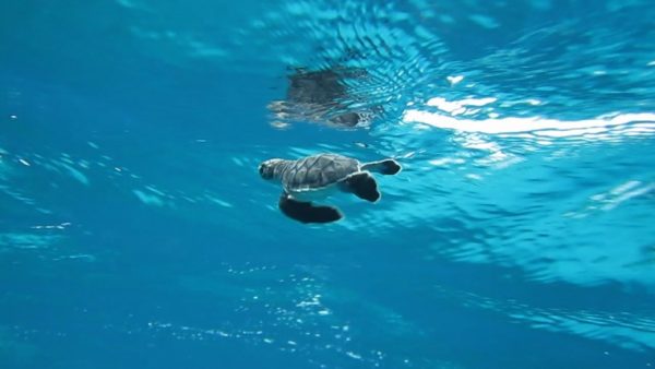 Sea Turtle