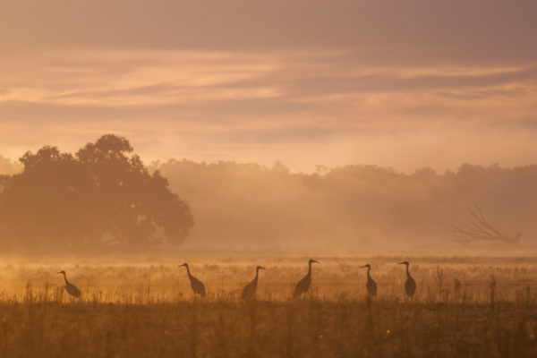 Sandhill Cranes standing in fog