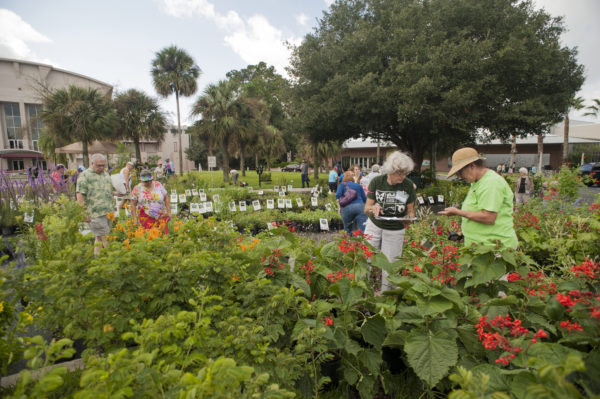 Plant shopping at the butterfly plant sale