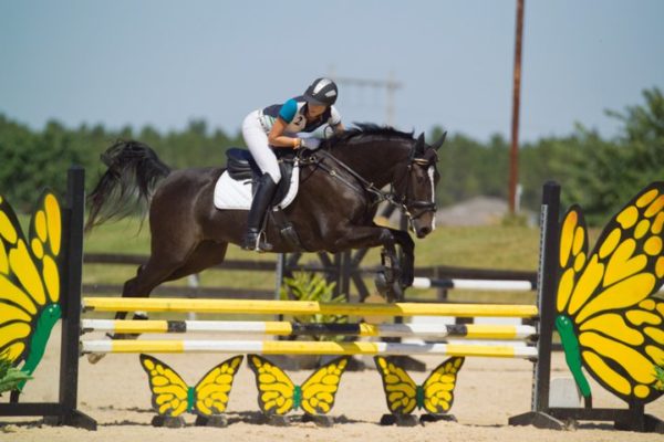 Jumping Horse over butterfly decorated obstacle