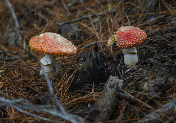 Mushrooms growing out of the ground