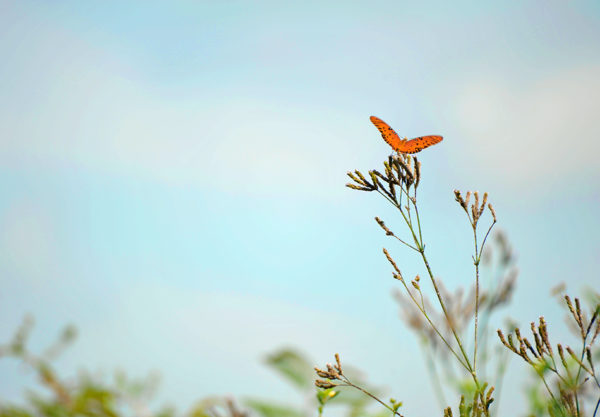 Butterfly