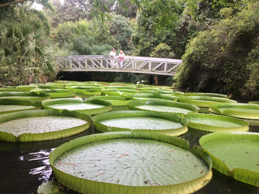 Record breaking Victoria Cruziana waterlilies at Kanapaha Botanical Gardens