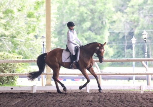 Dressage with Winterspell at the arena
