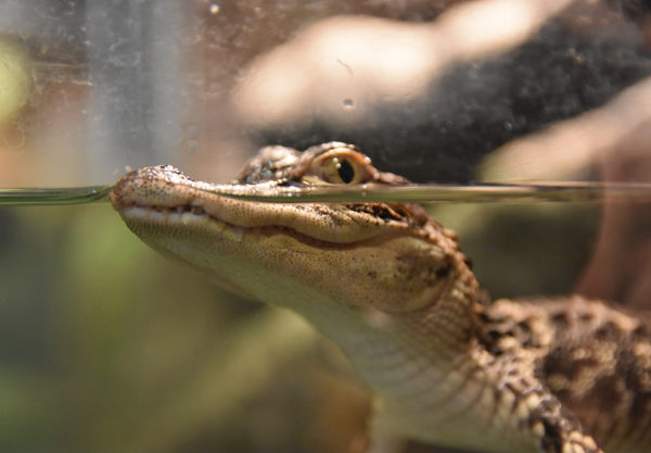 baby alligator