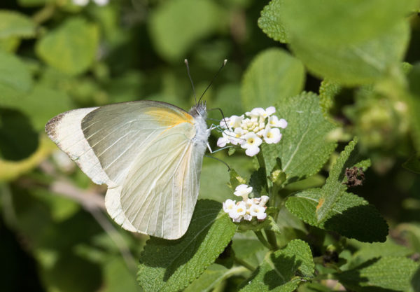 white butterfly on leaf