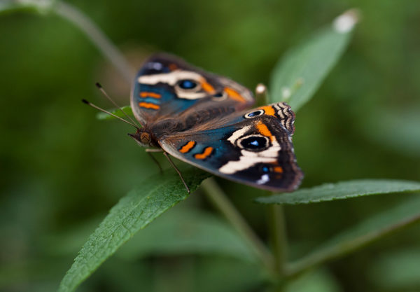 butterfly on leaf