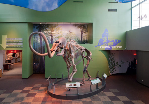 mammoth skeleton at museum