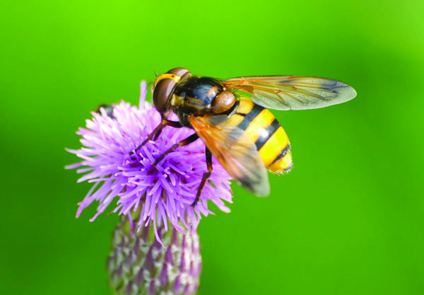bug on a plant