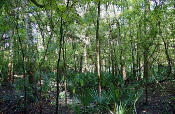 Forest during daytime