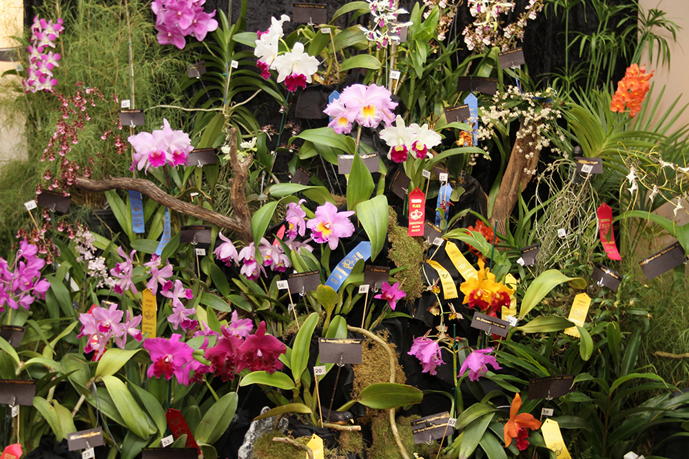 Prize winning orchids