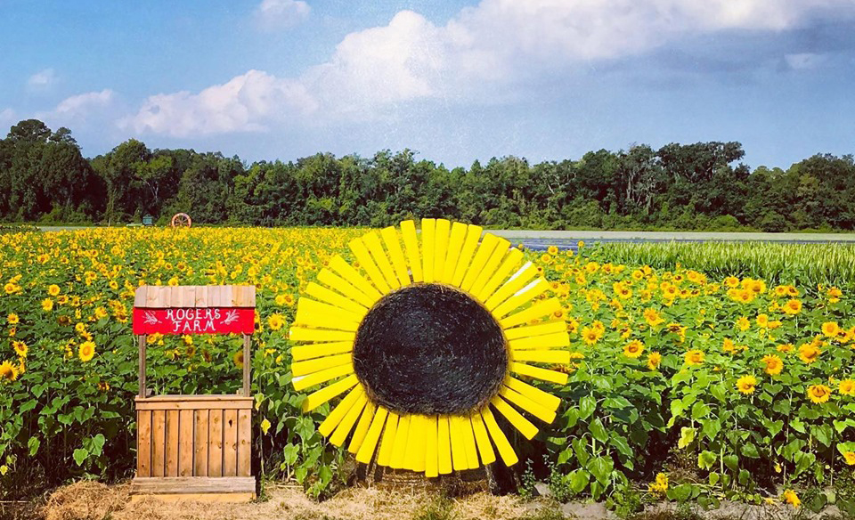 Rogers Farm Sunflower Field and Corn Maze