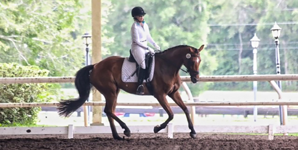 Dressage horse and rider