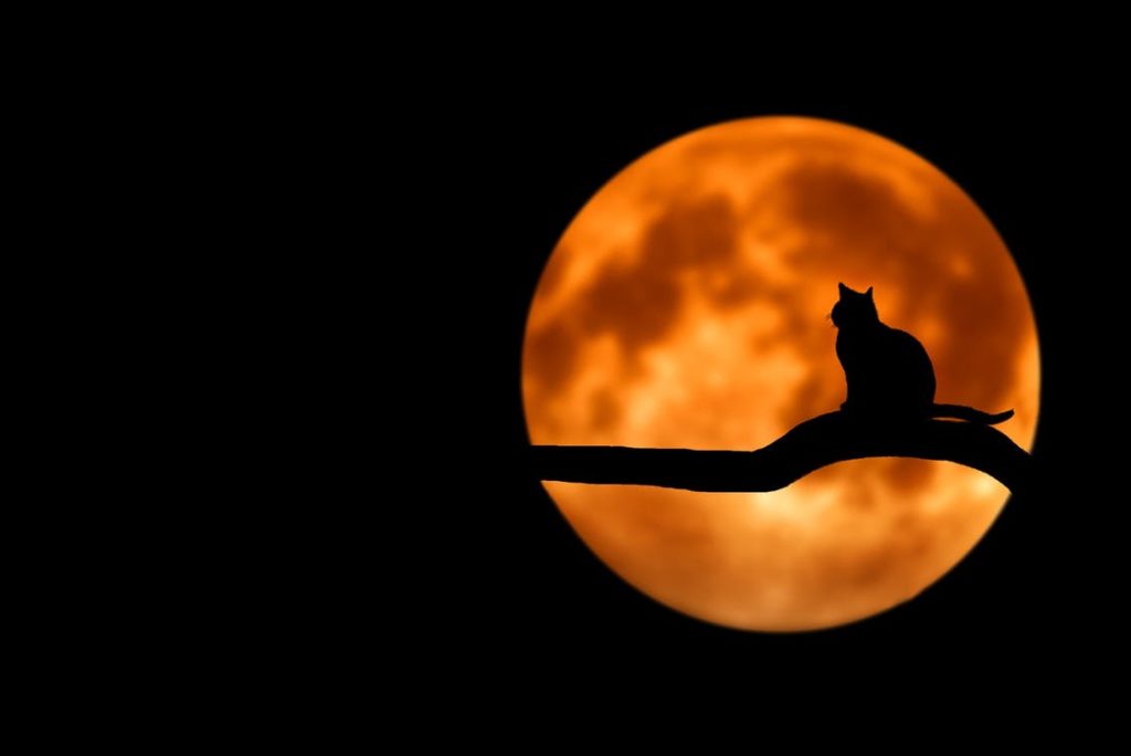 Full moon with silhouette of a cat on a tree branch.