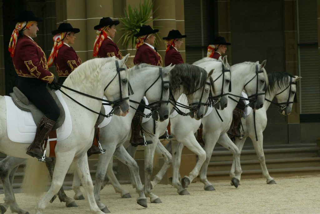 Royal horses with their riders