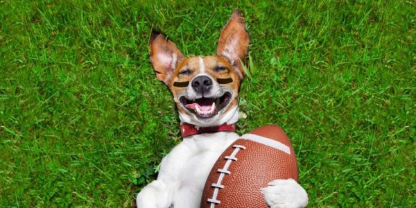 Happy dog with a football