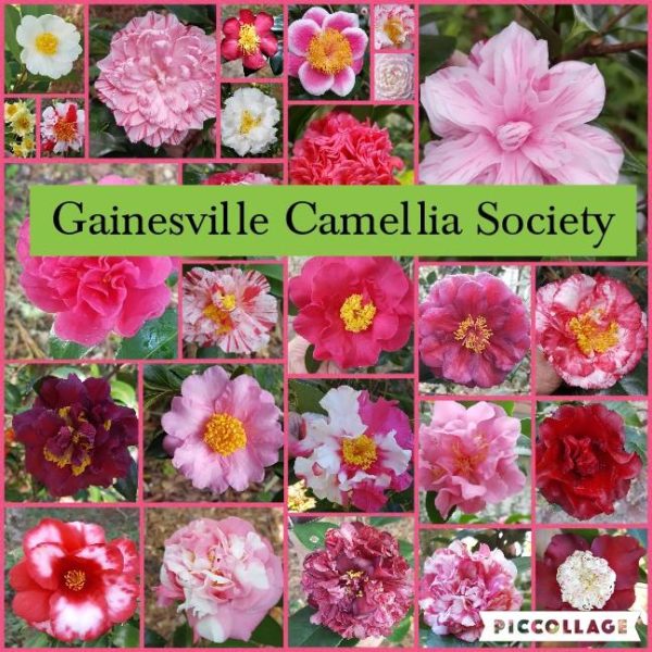 Montage of Camellia flowers