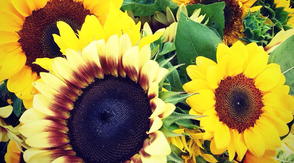 Blooming Sunflowers