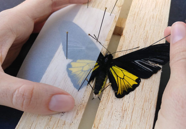 person pinning butterfly specimen