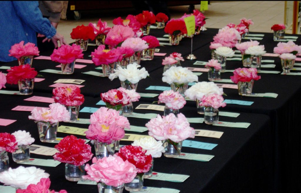 Prize-winning camellias at Kanapaha Botanical Gardens