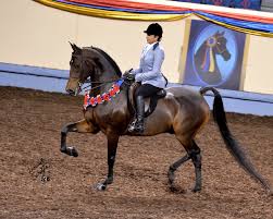 Florida morgan horse and rider competing in arena