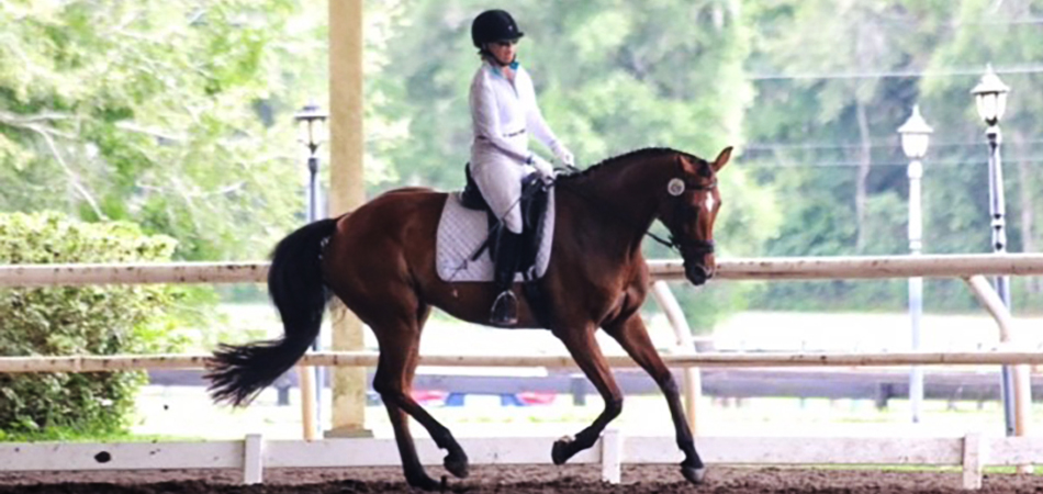 Dressage horse and rider