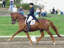Dressage rider with horse in arena.
