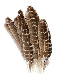 Turkey feathers