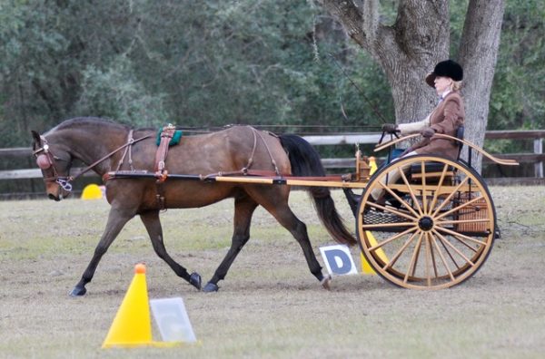Horse pulling rider on wheels