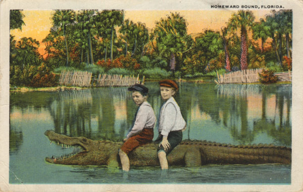 old postcard depicting 2 children riding an alligator
