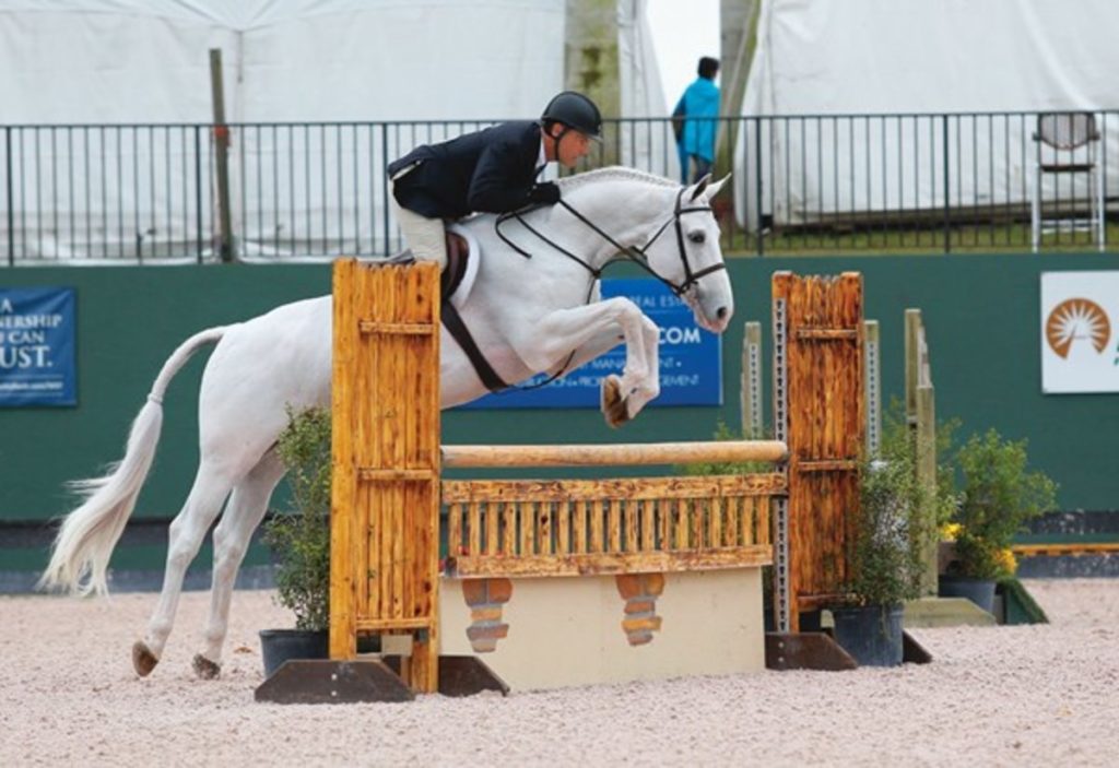 Horse shows in the park; dressage horse jumping