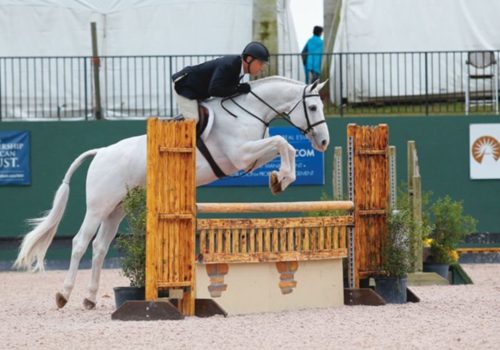 Dressage show jumper in competition