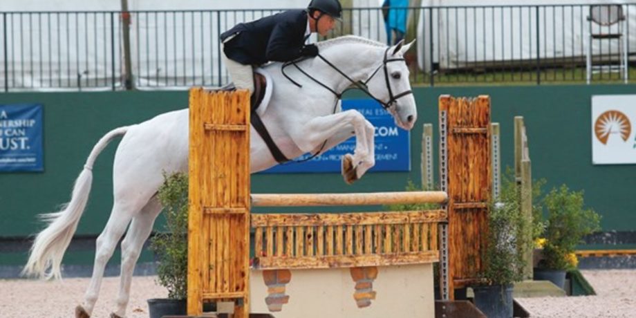 Dressage show jumper in competition