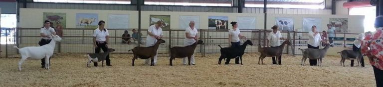 Dairy goats in an arena with handlers
