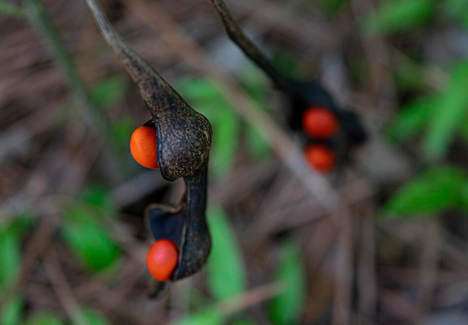 picture of seeds on a plant