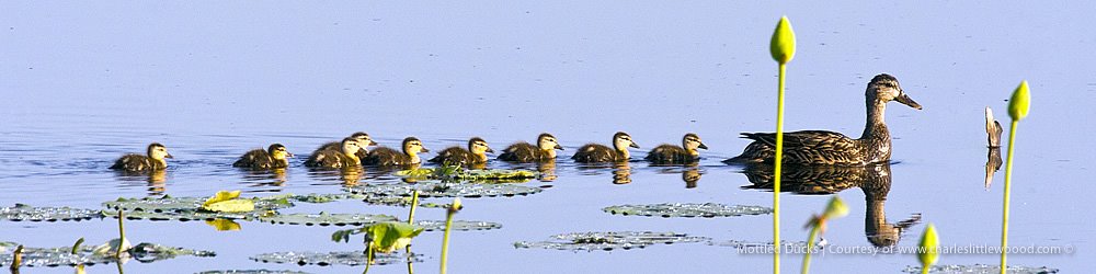 Family of ducks swimming