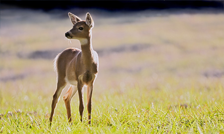 baby deer