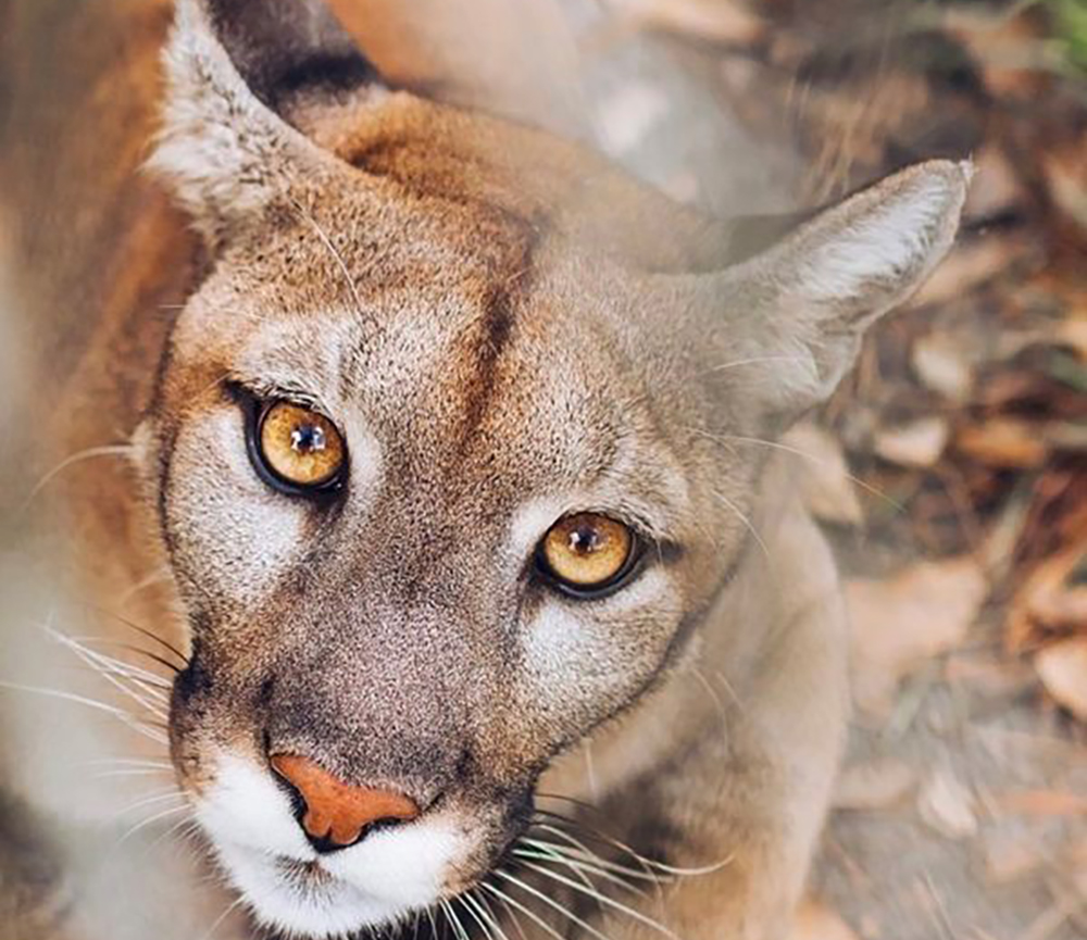 big cat at carson springs