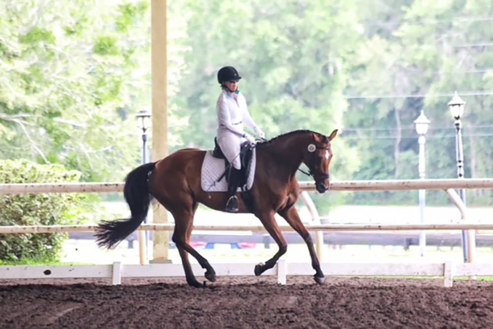 Dressage horse with rider