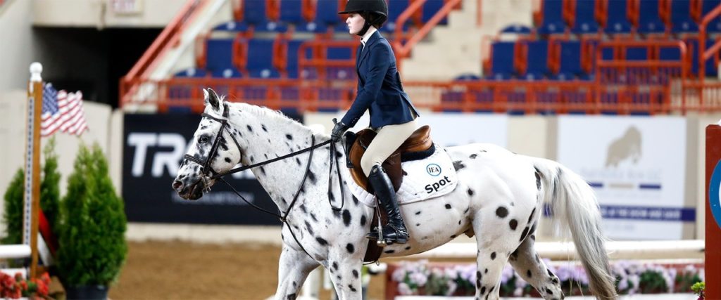 Horse and rider