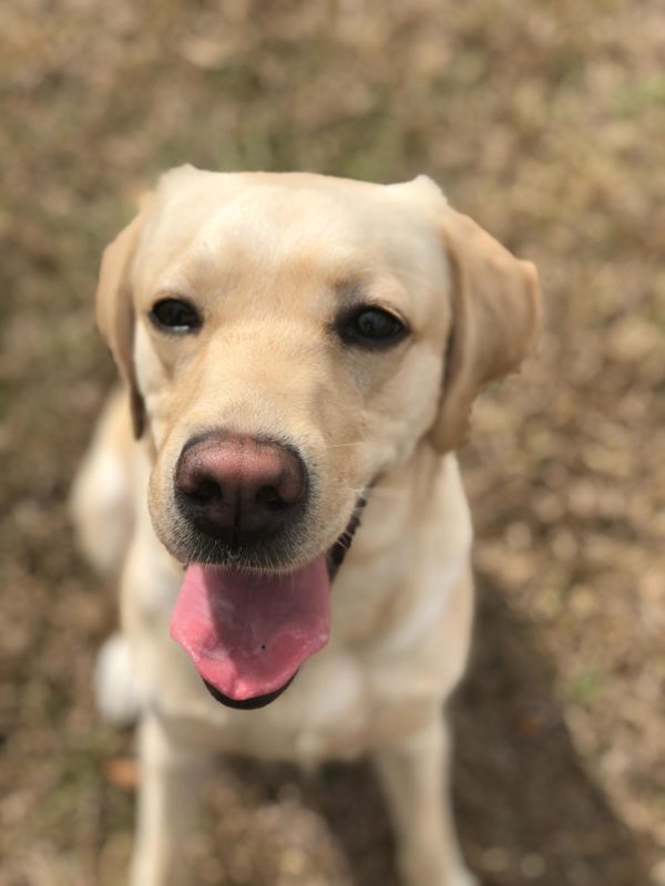 Image of smiling dog